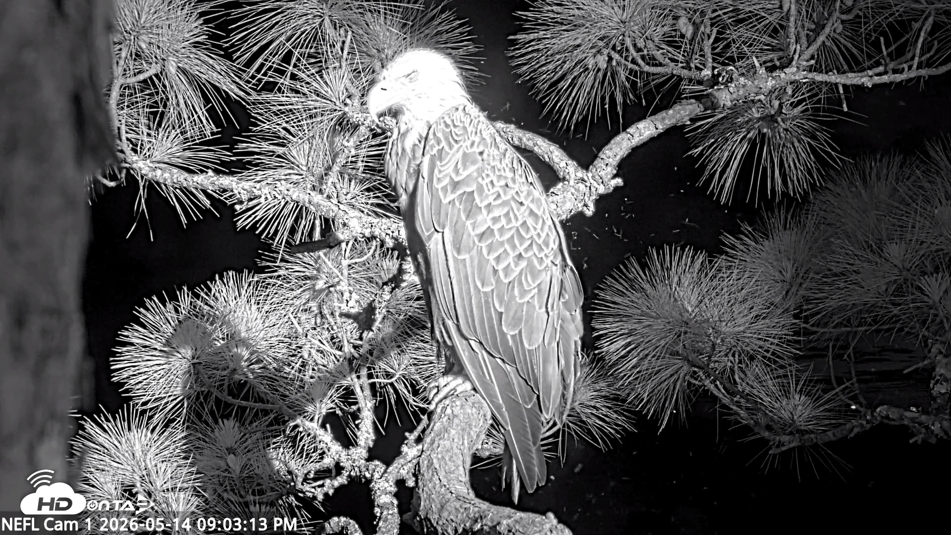 Snapshot of NE Florida Eagles Live Webcam taken May 14, 2026, 9:04pm EDT