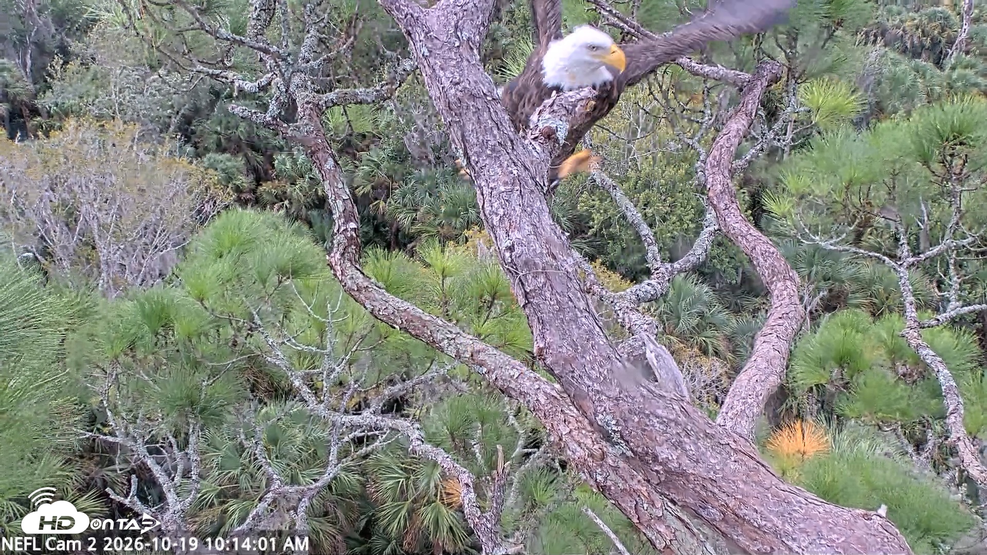 Snapshot of NE Florida Eagles Live Webcam taken Oct 19, 2026, 10:15am EDT