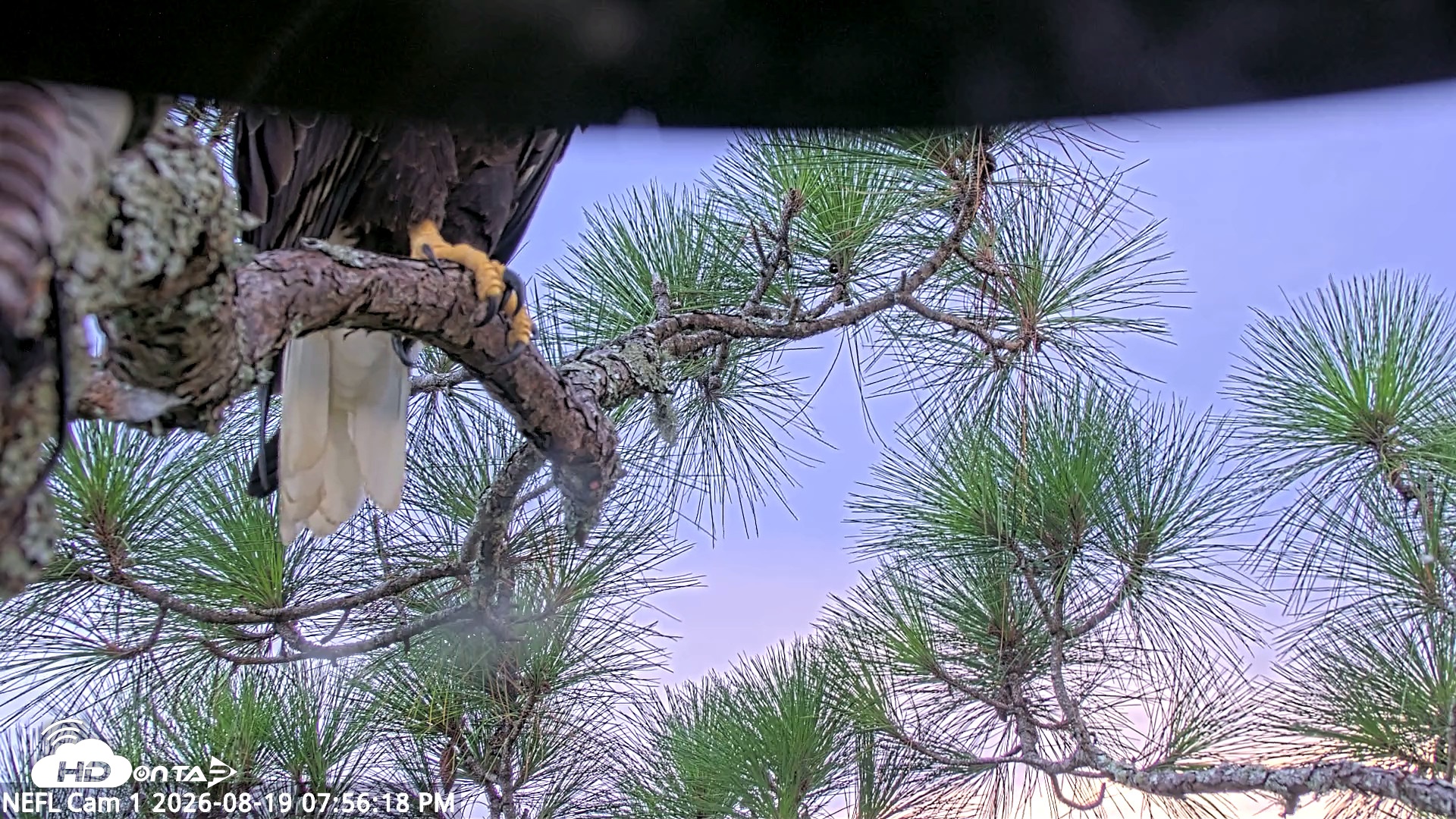 Snapshot of NE Florida Eagles Live Webcam taken Aug 19, 2026, 7:57pm EDT