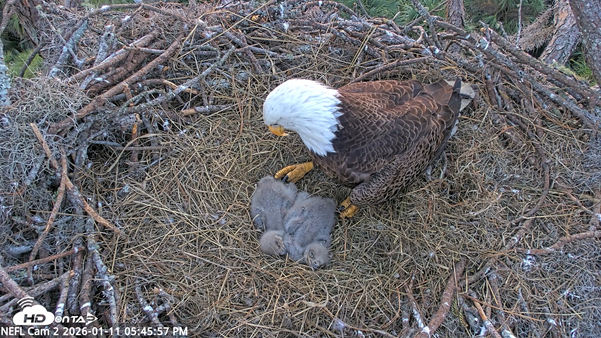 Snapshot of NE Florida Eagles Live Webcam taken Jan 11, 2026, 5:46pm EST