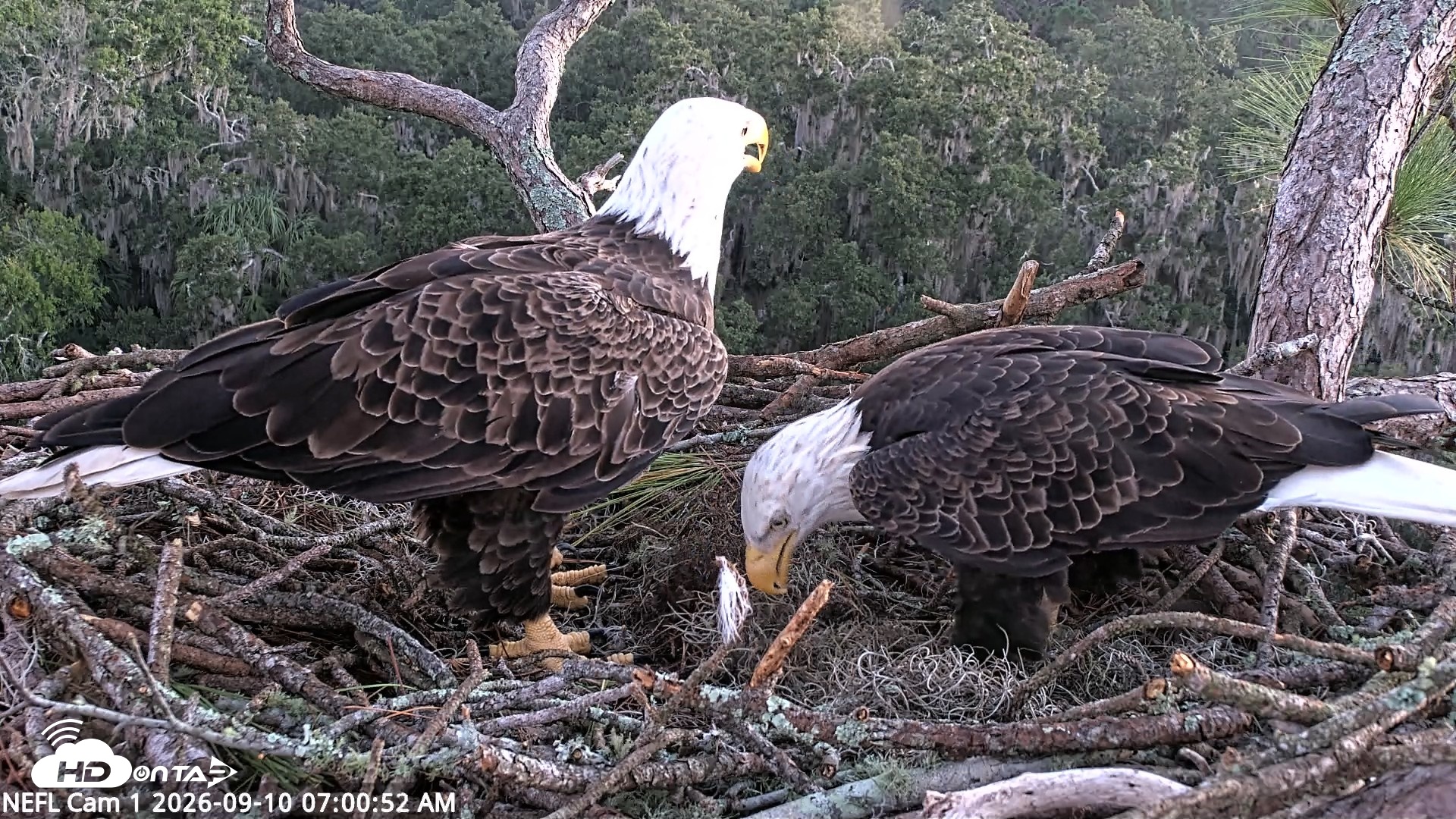 Snapshot of NE Florida Eagles Live Webcam taken Sep 10, 2026, 7:01am EDT