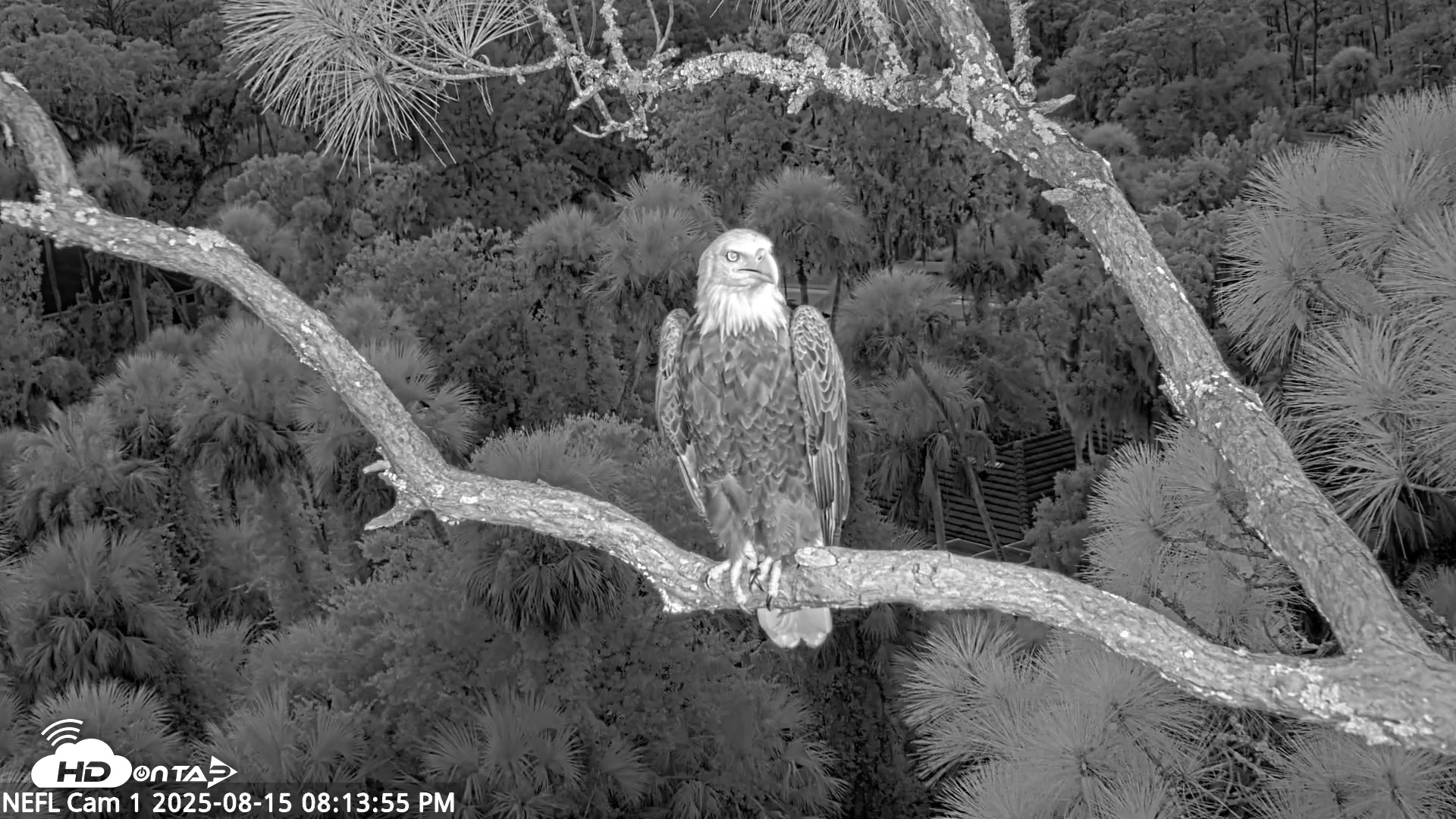 Snapshot of NE Florida Eagles Live Webcam taken Aug 15, 2025, 8:14pm EDT