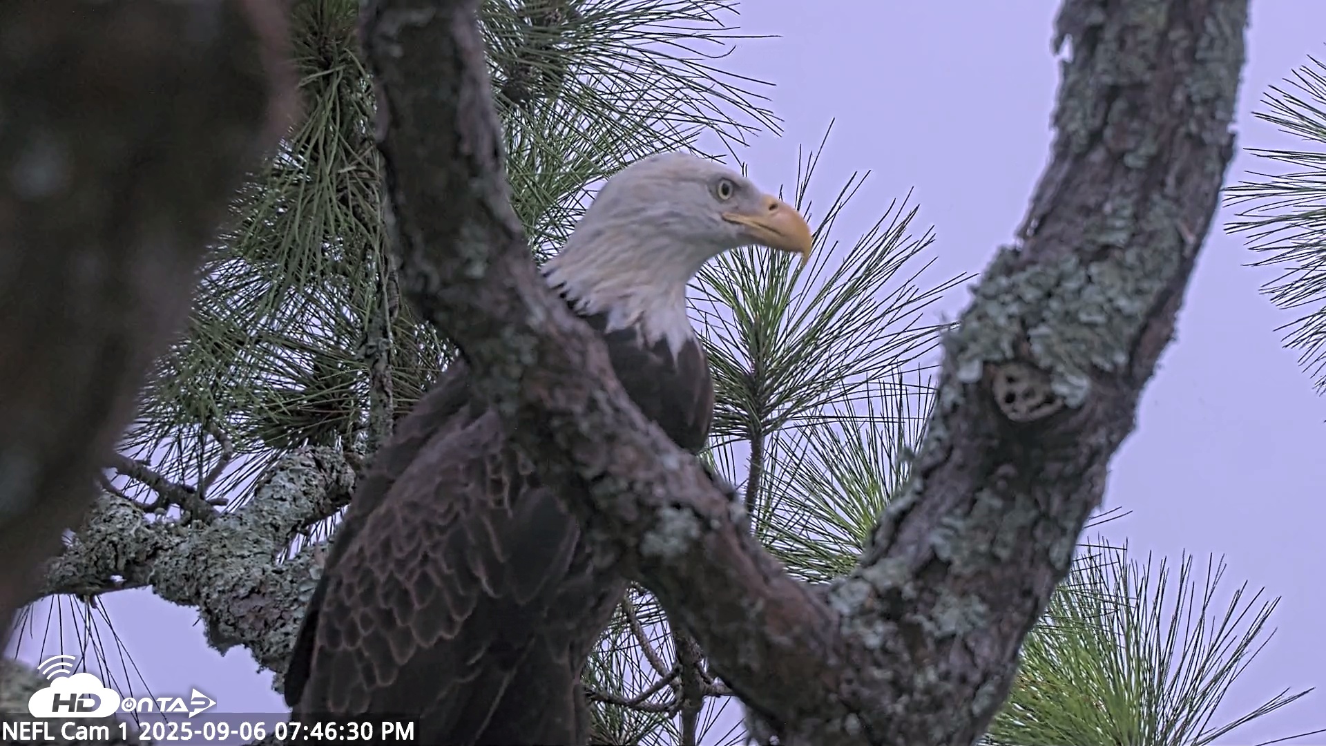 Snapshot of NE Florida Eagles Live Webcam taken Sep 6, 2025, 7:49pm EDT