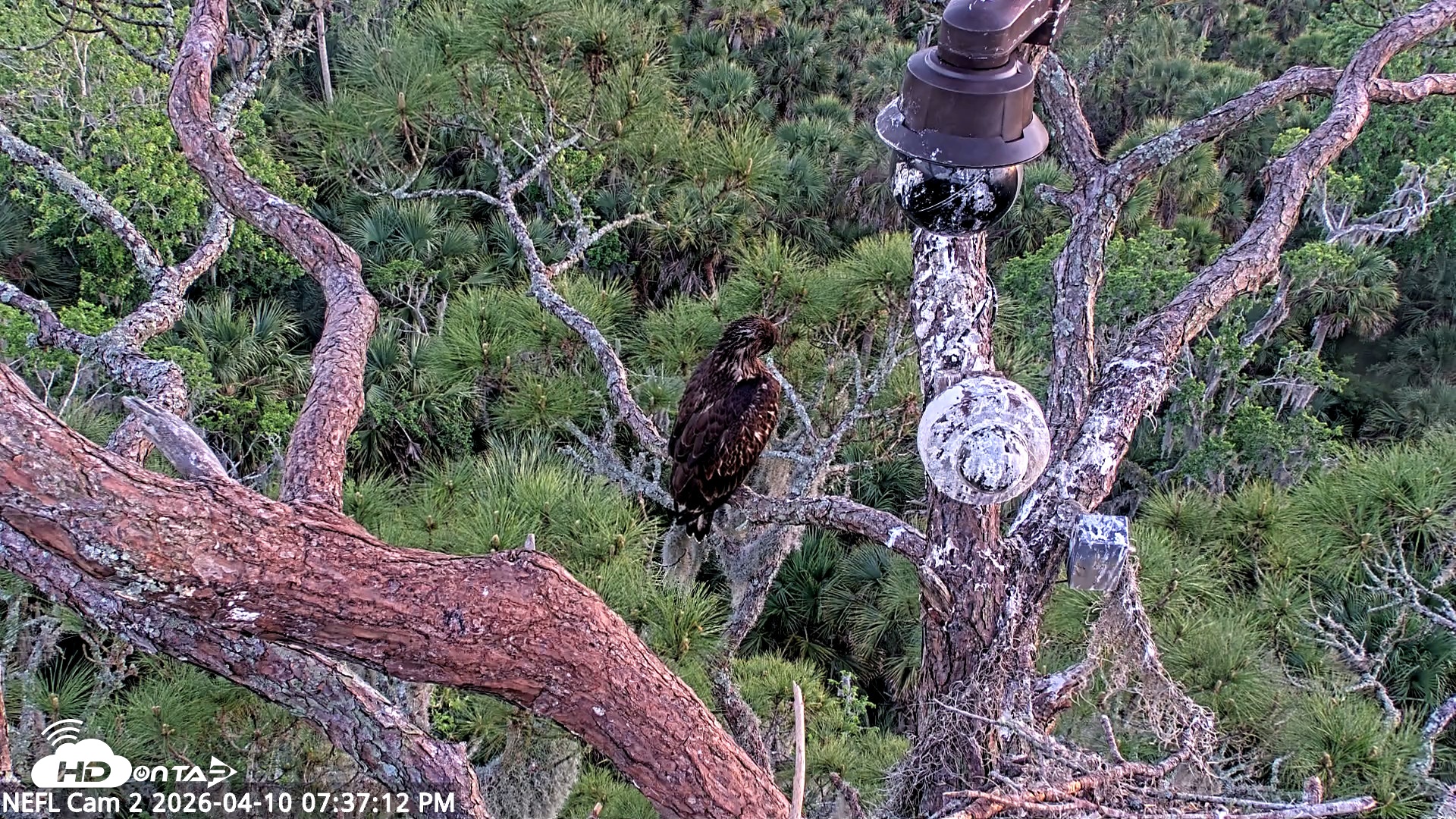 Snapshot of NE Florida Eagles Live Webcam taken Apr 10, 2026, 7:38pm EDT
