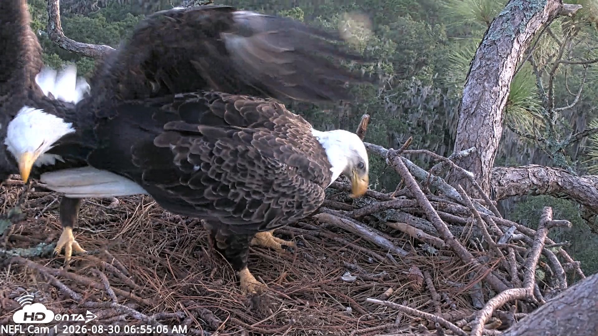 Snapshot of NE Florida Eagles Live Webcam taken Aug 30, 2026, 6:56am EDT
