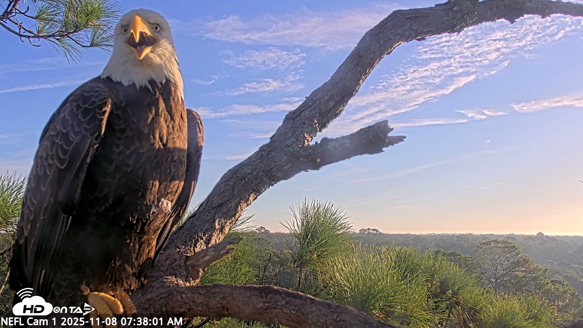 Snapshot of NE Florida Eagles Live Webcam taken Nov 8, 2025, 7:39am EST
