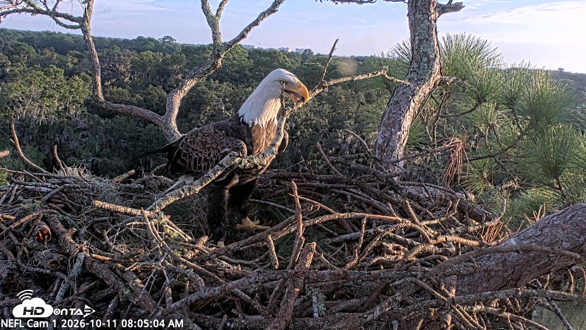 Snapshot of NE Florida Eagles Live Webcam taken Oct 11, 2026, 8:05am EDT