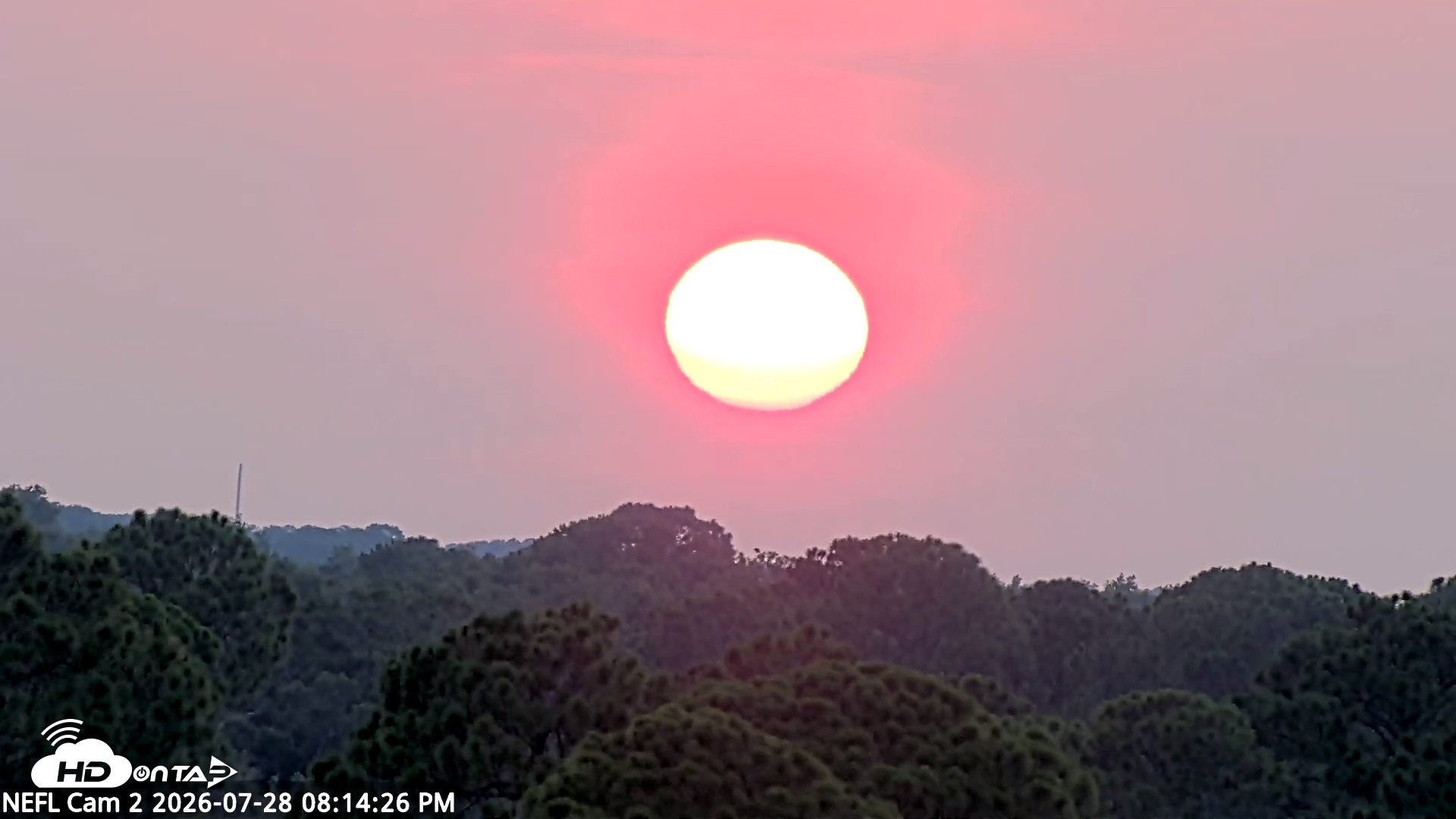 Snapshot of NE Florida Eagles Live Webcam taken Jul 28, 2026, 8:15pm EDT