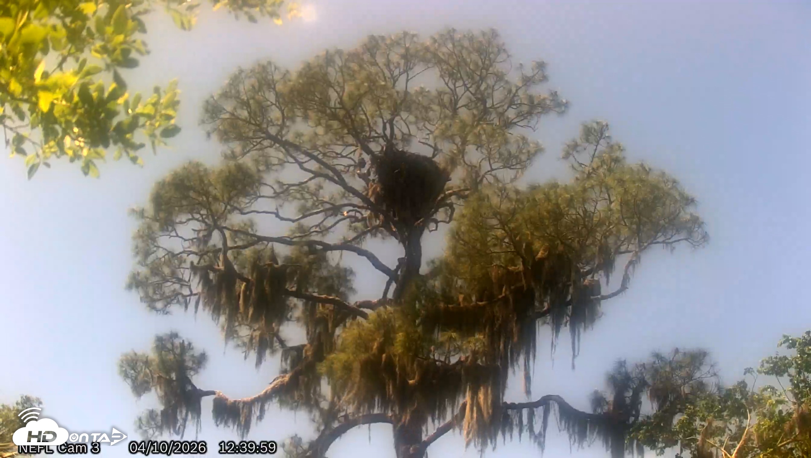 Snapshot of NE Florida Eagles Live Webcam taken Apr 10, 2026, 12:40pm EDT