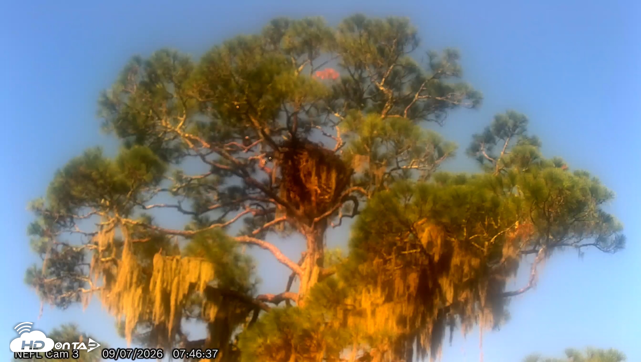 Snapshot of NE Florida Eagles Live Webcam taken Sep 7, 2026, 7:47am EDT