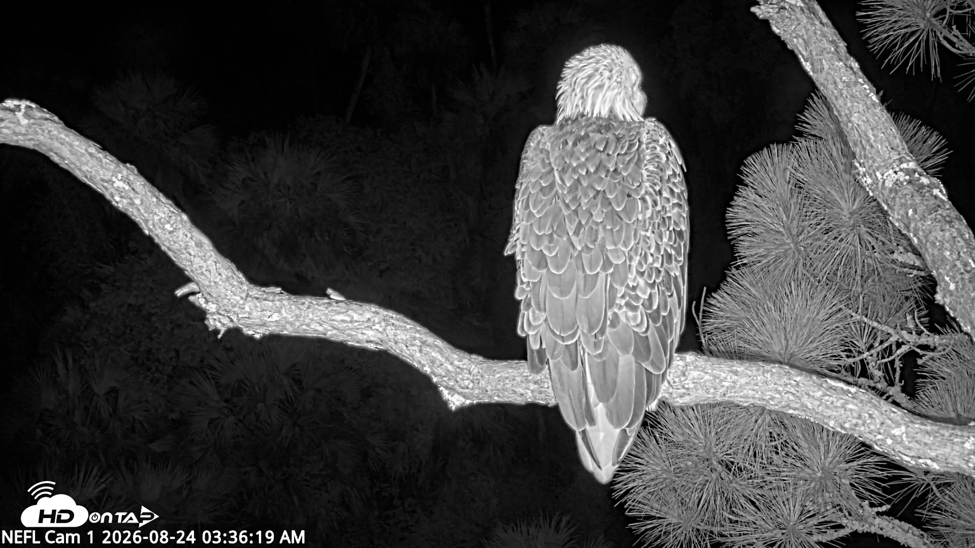 Snapshot of NE Florida Eagles Live Webcam taken Aug 24, 2026, 3:37am EDT
