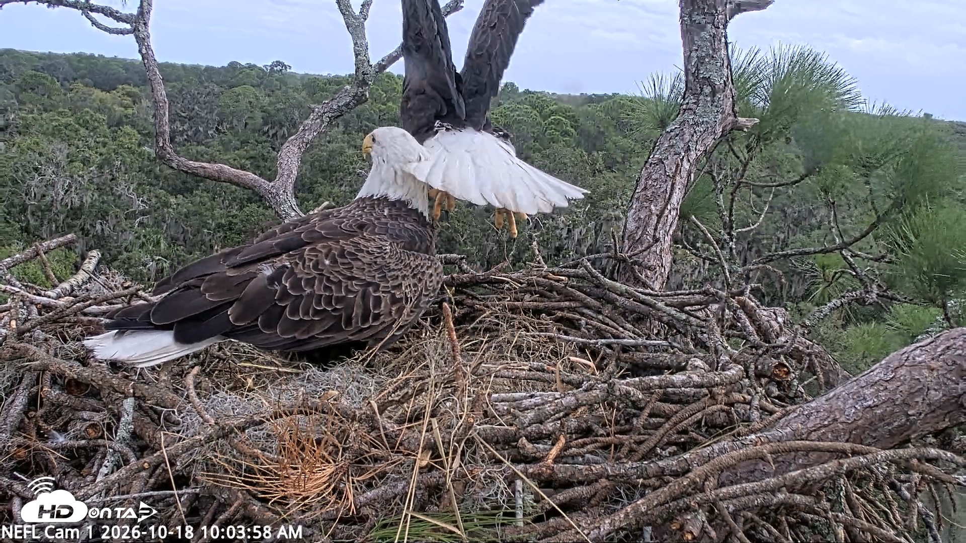 Snapshot of NE Florida Eagles Live Webcam taken Oct 18, 2026, 10:04am EDT