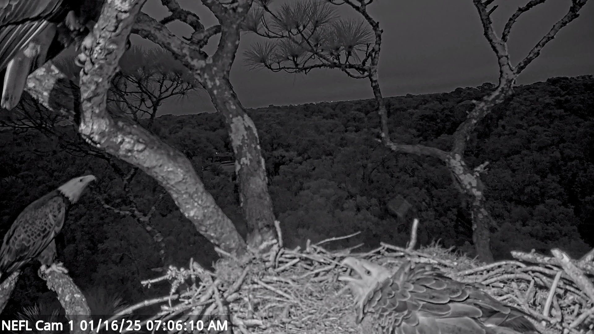 Snapshot of NE Florida Eagles Live Webcam taken Jan 16, 2025, 7:06am EST
