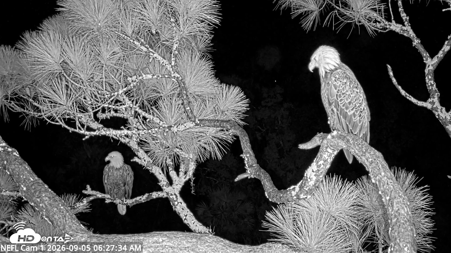 Snapshot of NE Florida Eagles Live Webcam taken Sep 5, 2026, 6:29am EDT