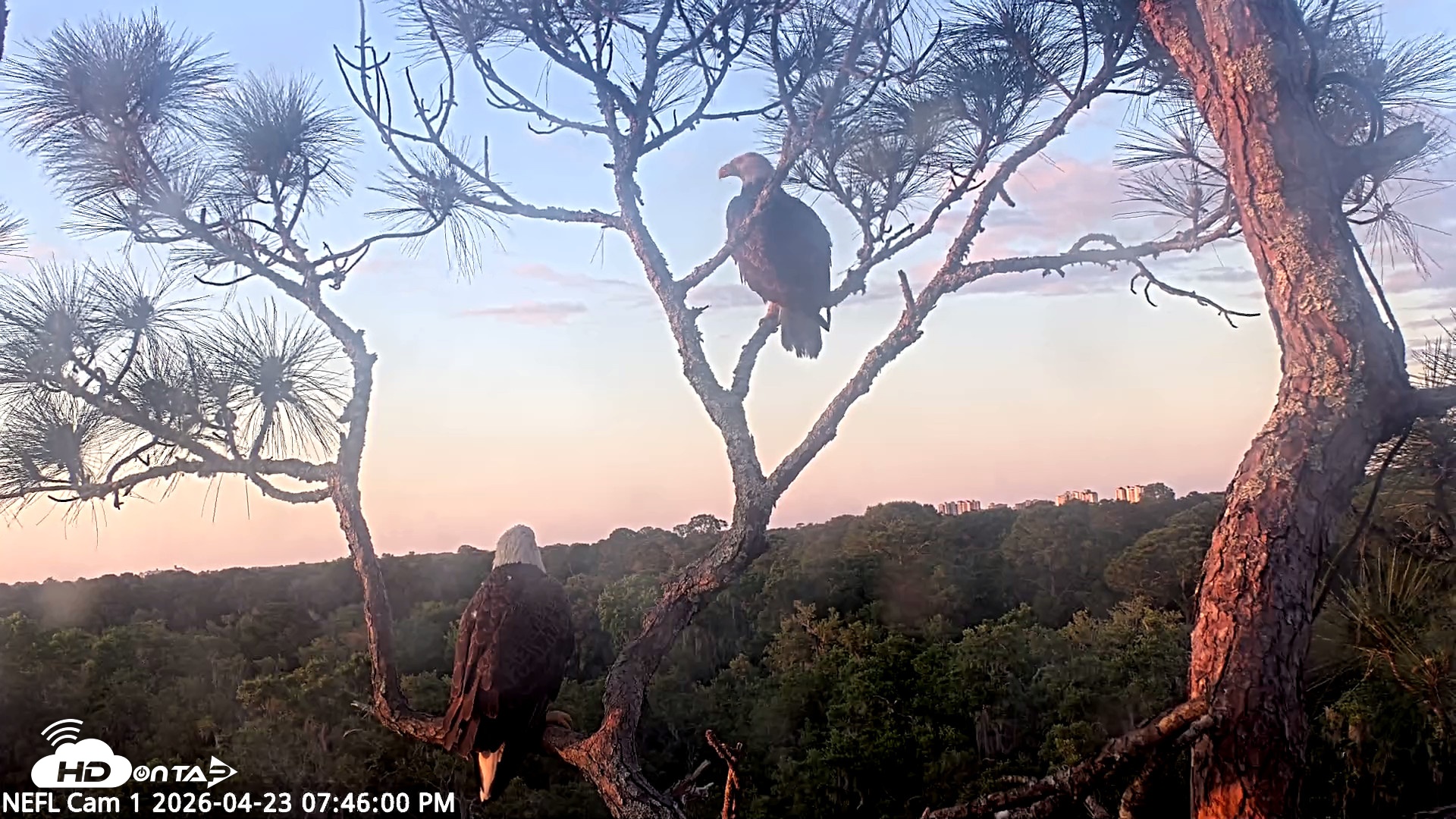 Snapshot of NE Florida Eagles Live Webcam taken Apr 23, 2026, 7:47pm EDT