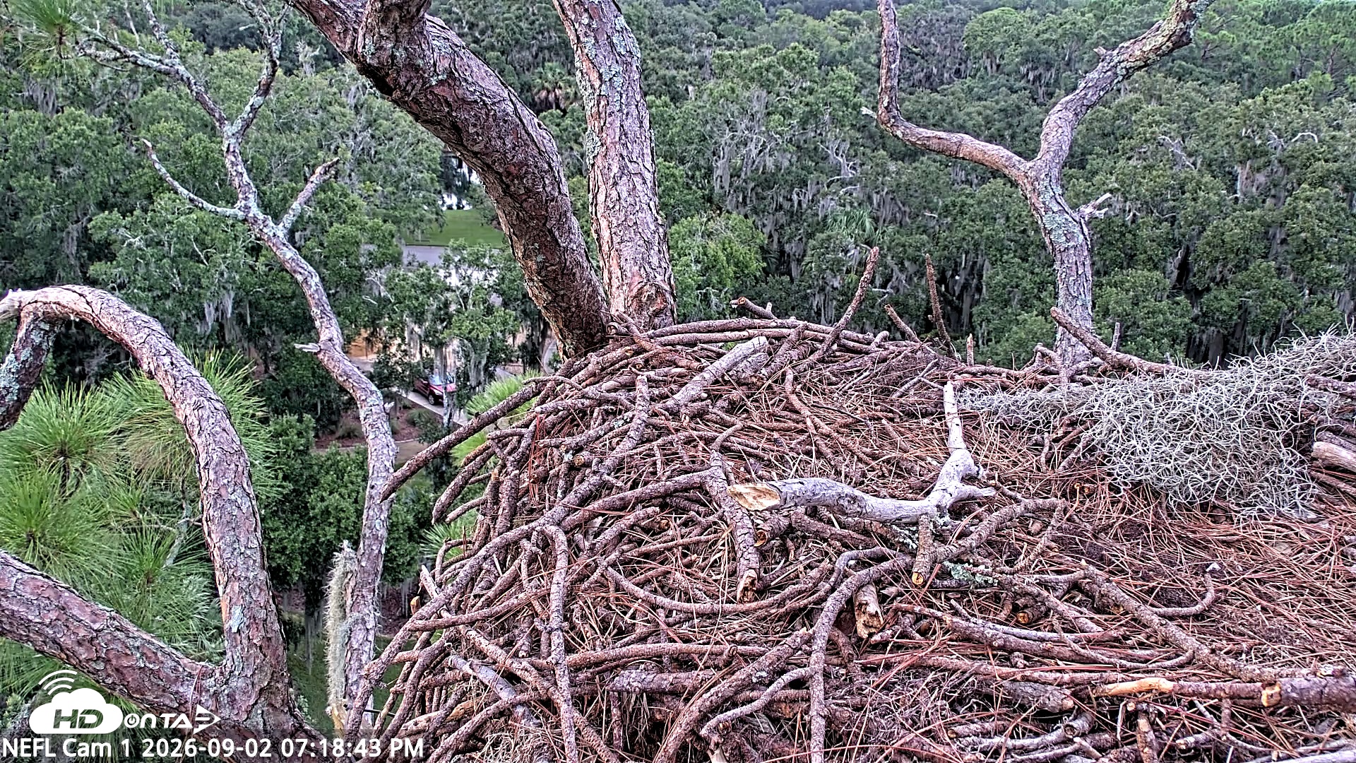 Snapshot of NE Florida Eagles Live Webcam taken Sep 2, 2026, 7:19pm EDT