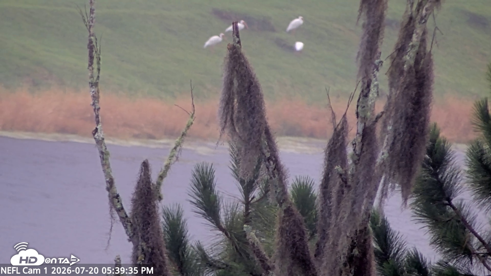 Snapshot of NE Florida Eagles Live Webcam taken Jul 20, 2026, 5:40pm EDT