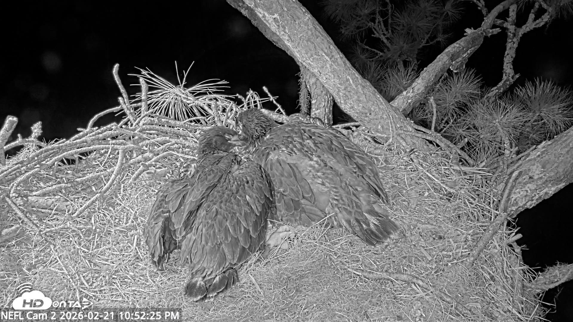Snapshot of NE Florida Eagles Live Webcam taken Feb 21, 2026, 10:53pm EST