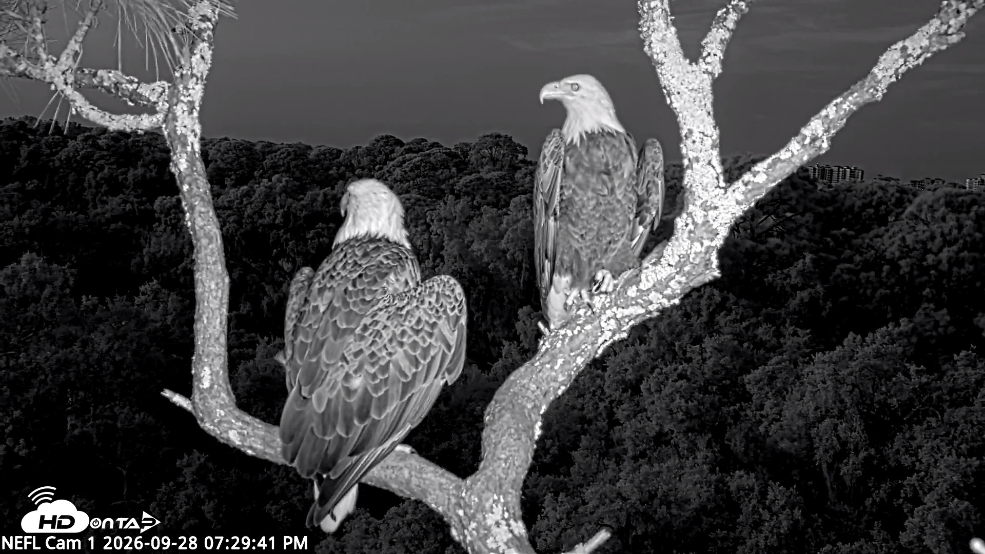Snapshot of NE Florida Eagles Live Webcam taken Sep 28, 2026, 7:30pm EDT