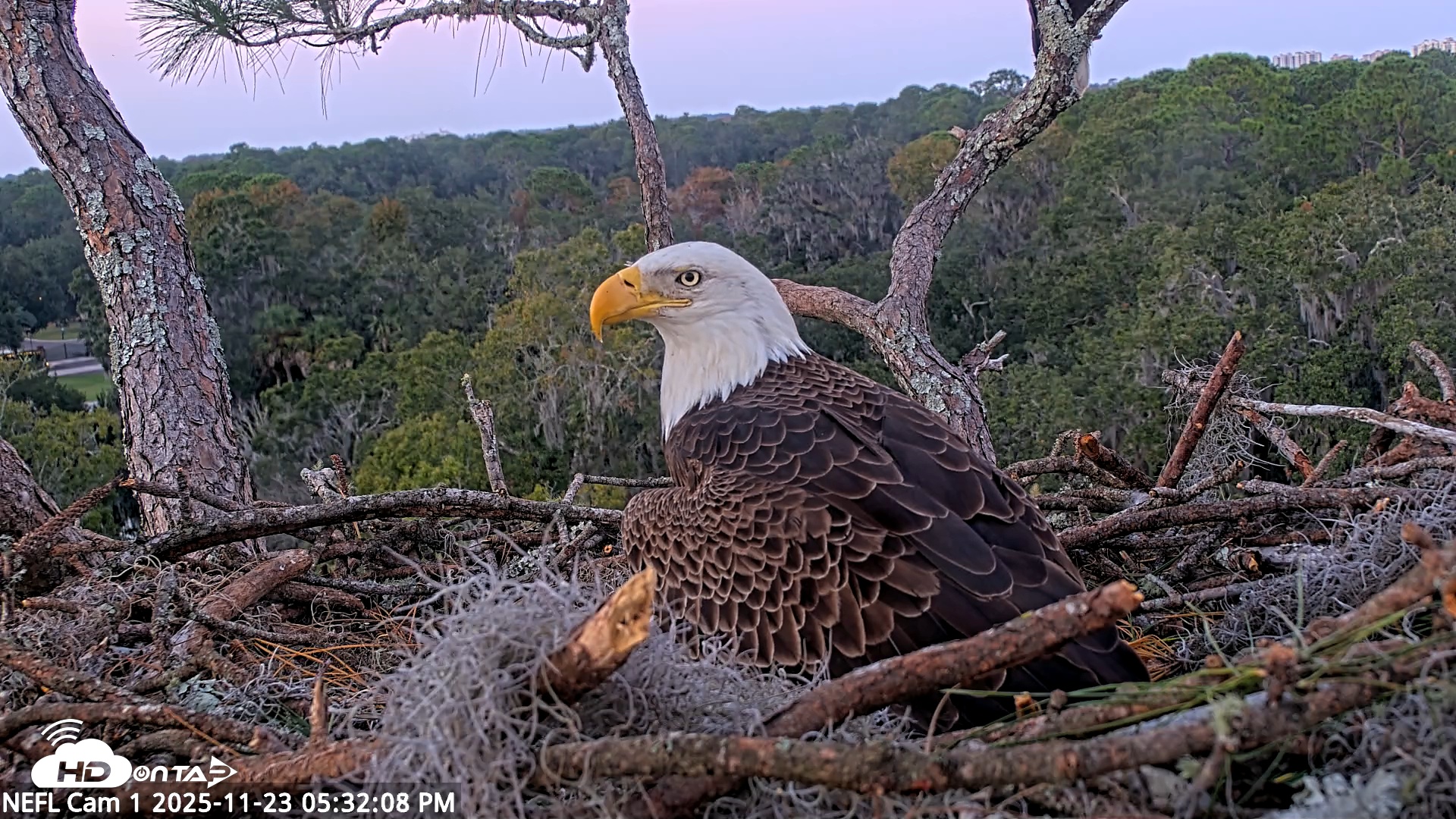 Snapshot of NE Florida Eagles Live Webcam taken Nov 23, 2025, 5:32pm EST
