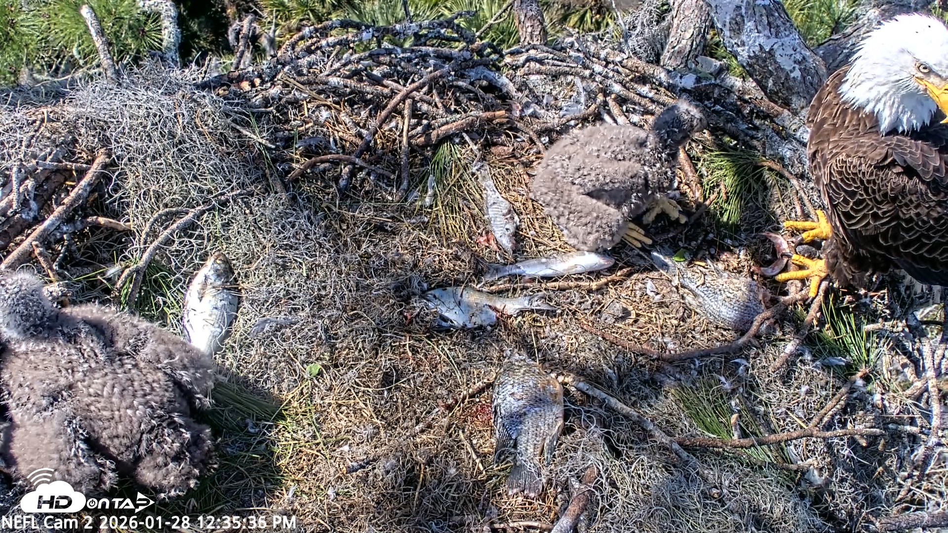 Snapshot of NE Florida Eagles Live Webcam taken Jan 28, 2026, 12:36pm EST