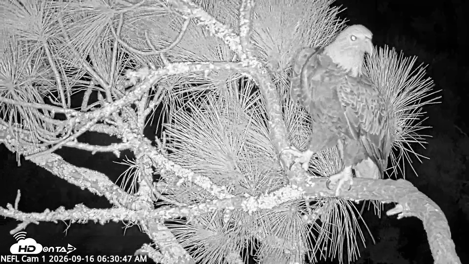 Snapshot of NE Florida Eagles Live Webcam taken Sep 16, 2026, 6:31am EDT