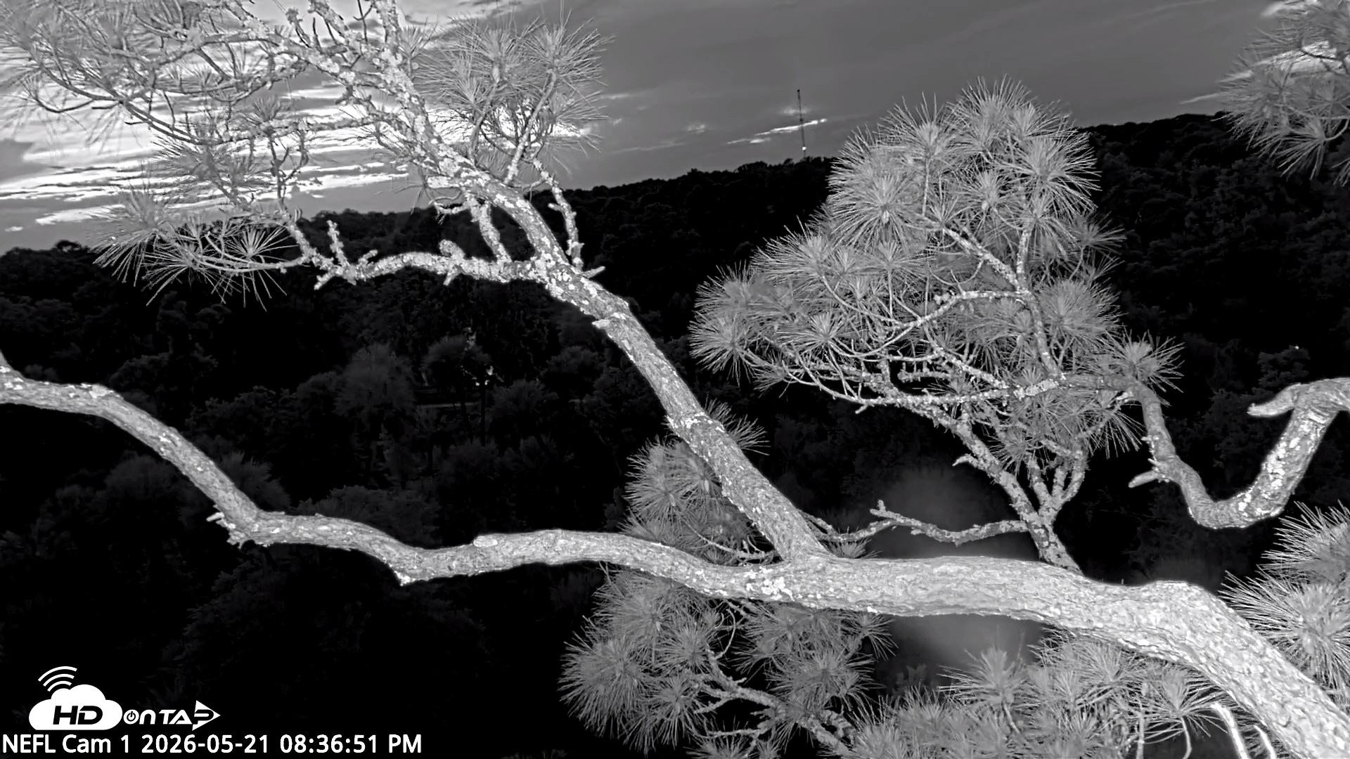 Snapshot of NE Florida Eagles Live Webcam taken May 21, 2026, 8:37pm EDT
