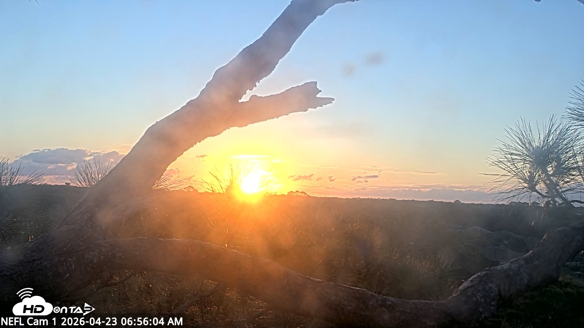 Snapshot of NE Florida Eagles Live Webcam taken Apr 23, 2026, 6:57am EDT