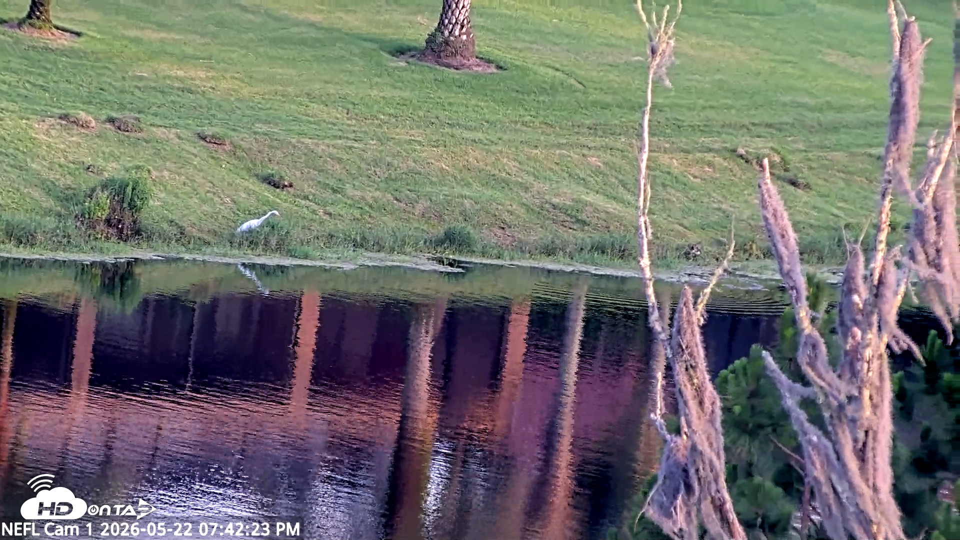 Snapshot of NE Florida Eagles Live Webcam taken May 22, 2026, 7:43pm EDT