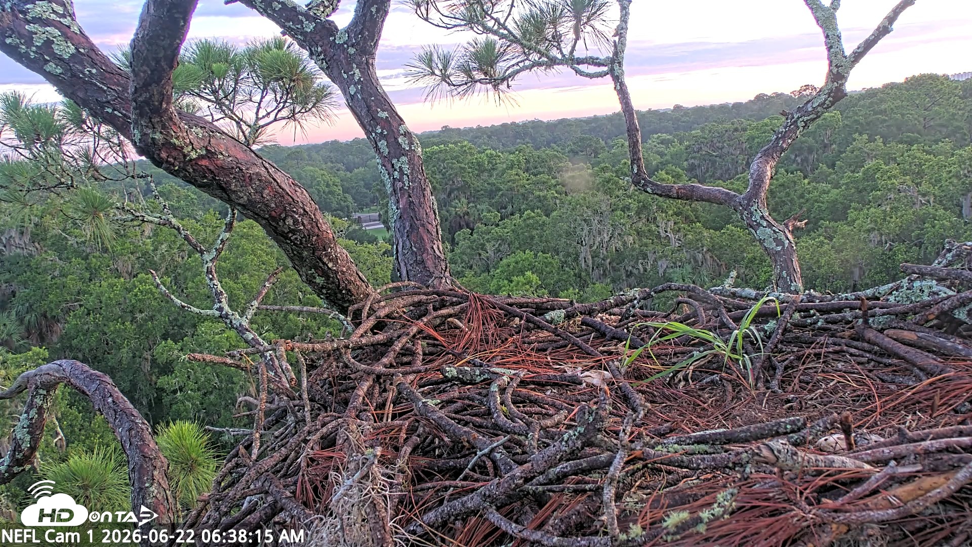Snapshot of NE Florida Eagles Live Webcam taken Jun 22, 2026, 6:39am EDT