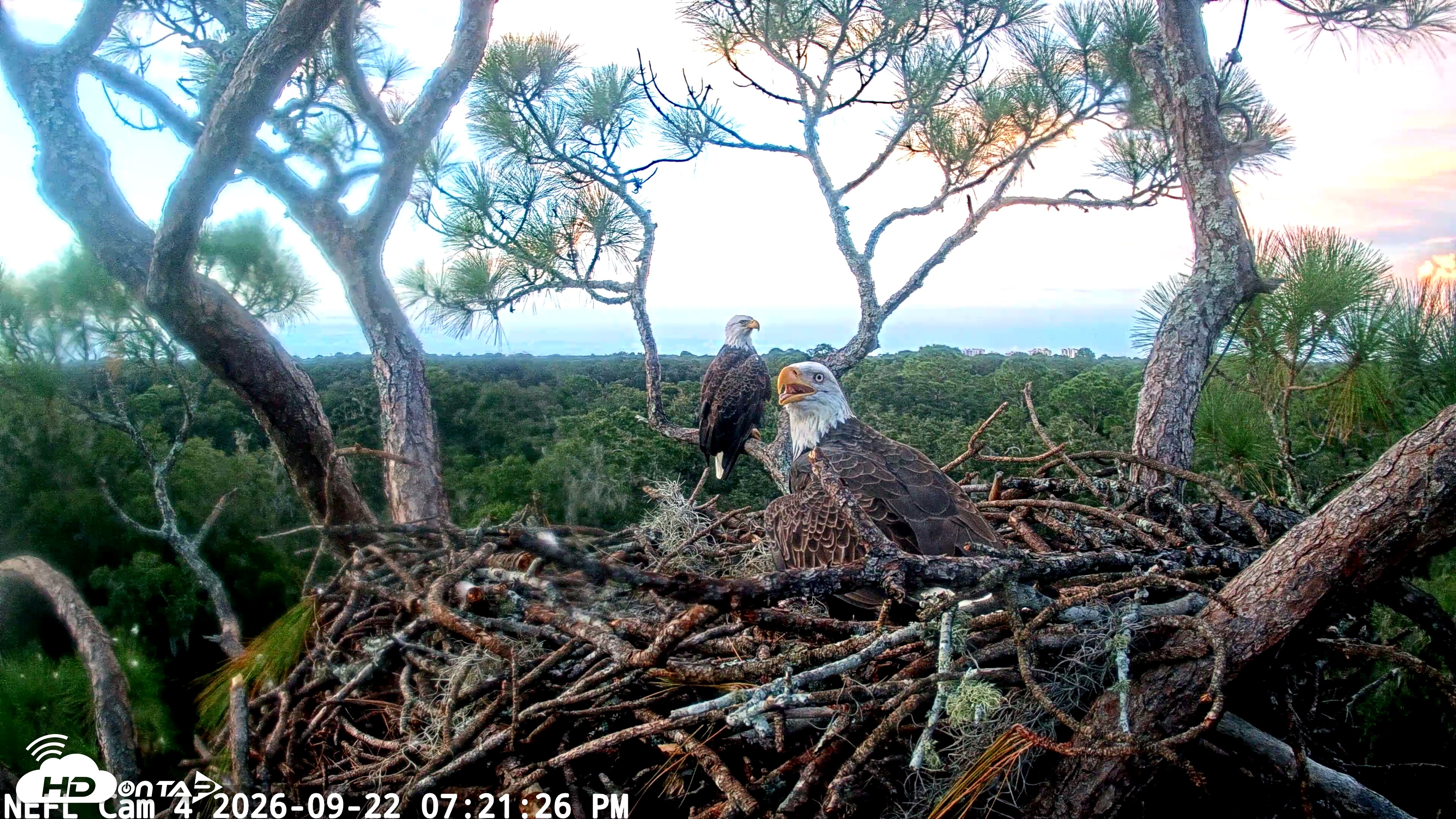 Snapshot of NE Florida Eagles Live Webcam taken Sep 22, 2026, 7:22pm EDT