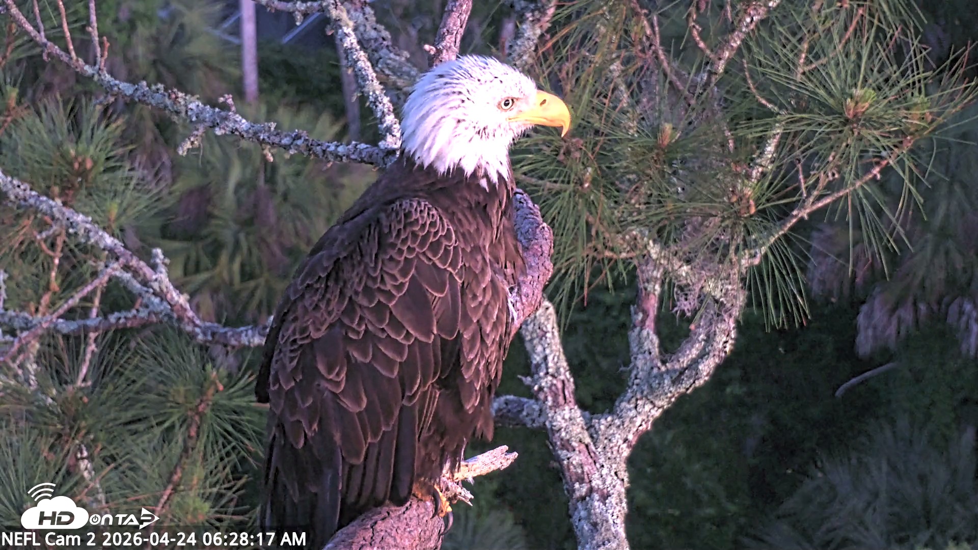 Snapshot of NE Florida Eagles Live Webcam taken Apr 24, 2026, 6:30am EDT