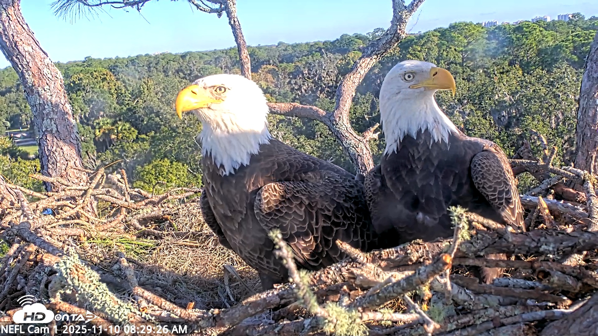 Snapshot of NE Florida Eagles Live Webcam taken Nov 10, 2025, 8:30am EST
