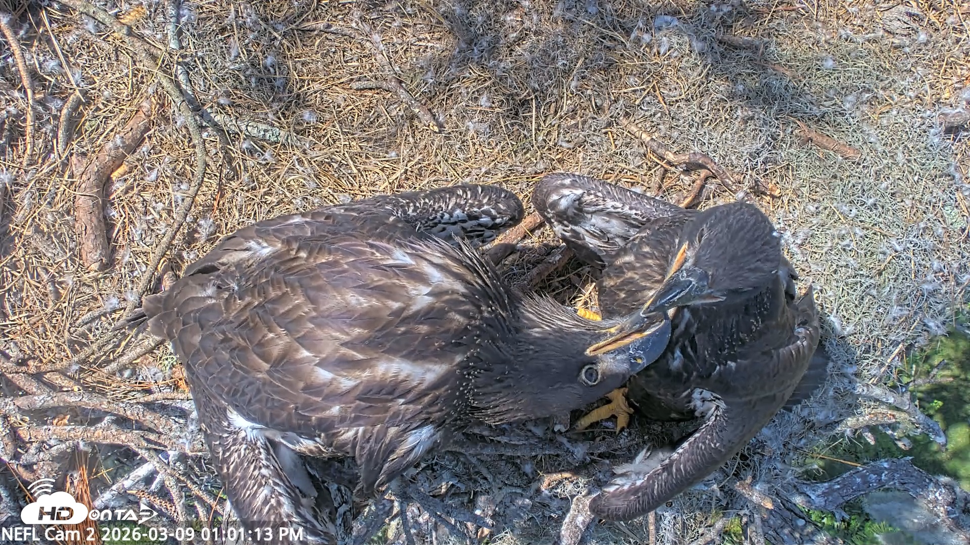 Snapshot of NE Florida Eagles Live Webcam taken Mar 9, 2026, 1:02pm EDT