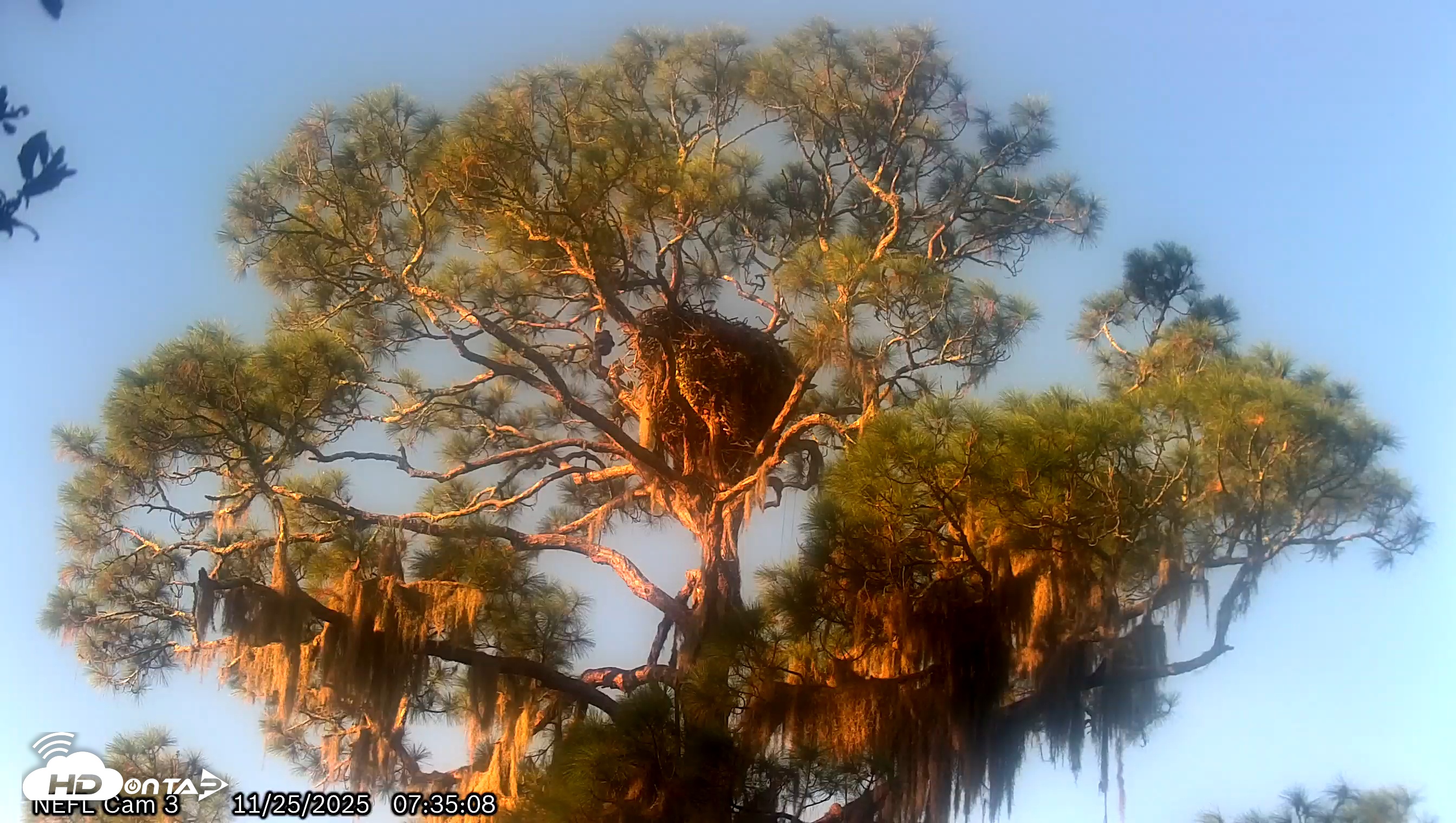 Snapshot of NE Florida Eagles Live Webcam taken Nov 25, 2025, 7:35am EST
