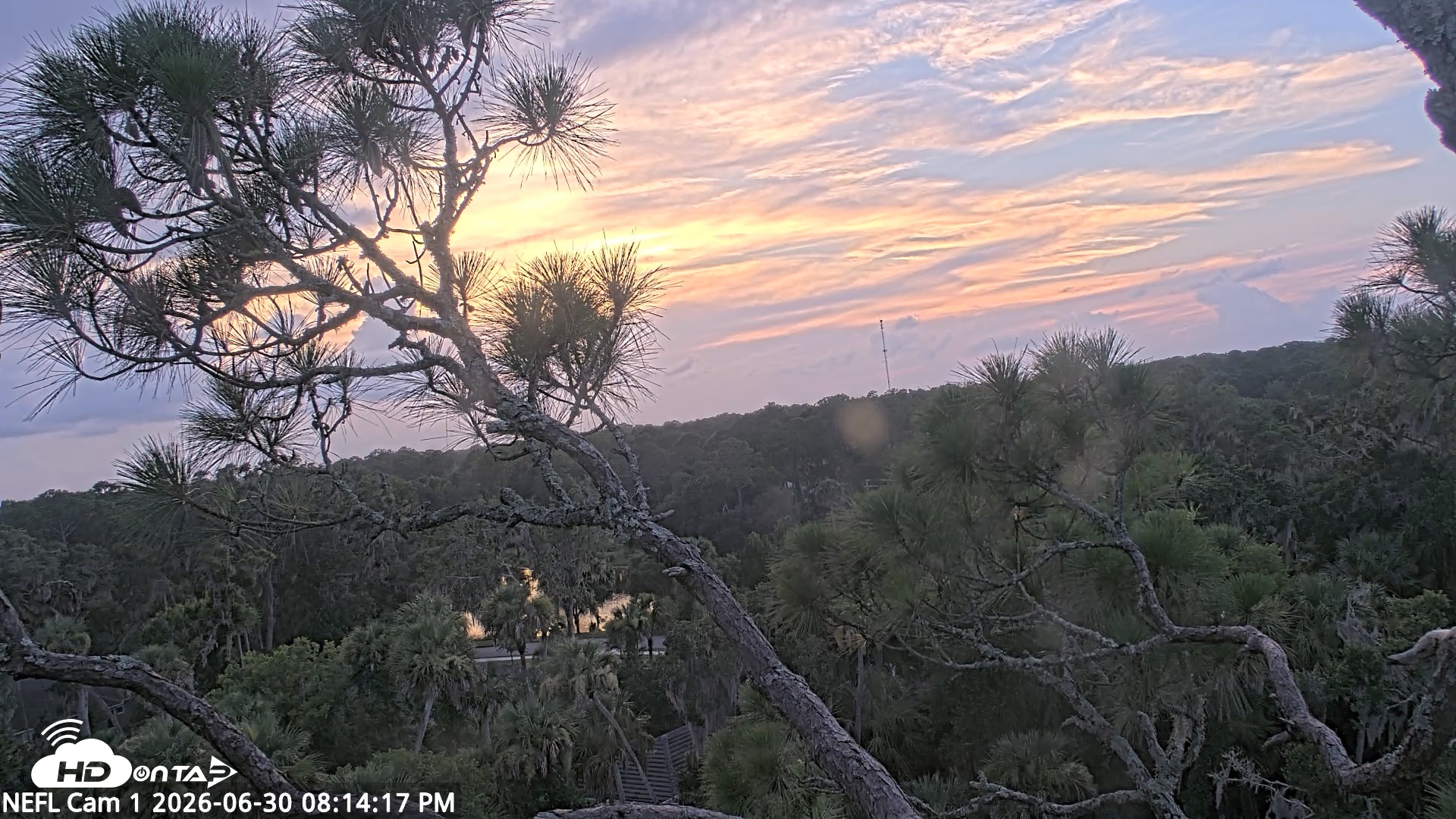 Snapshot of NE Florida Eagles Live Webcam taken Jun 30, 2026, 8:15pm EDT