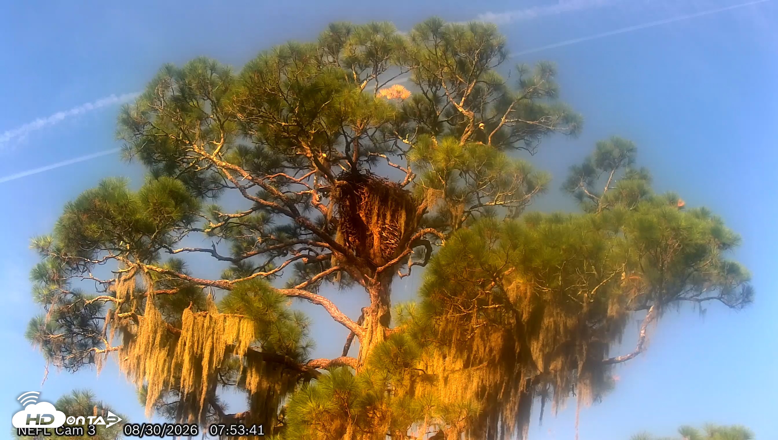 Snapshot of NE Florida Eagles Live Webcam taken Aug 30, 2026, 7:54am EDT