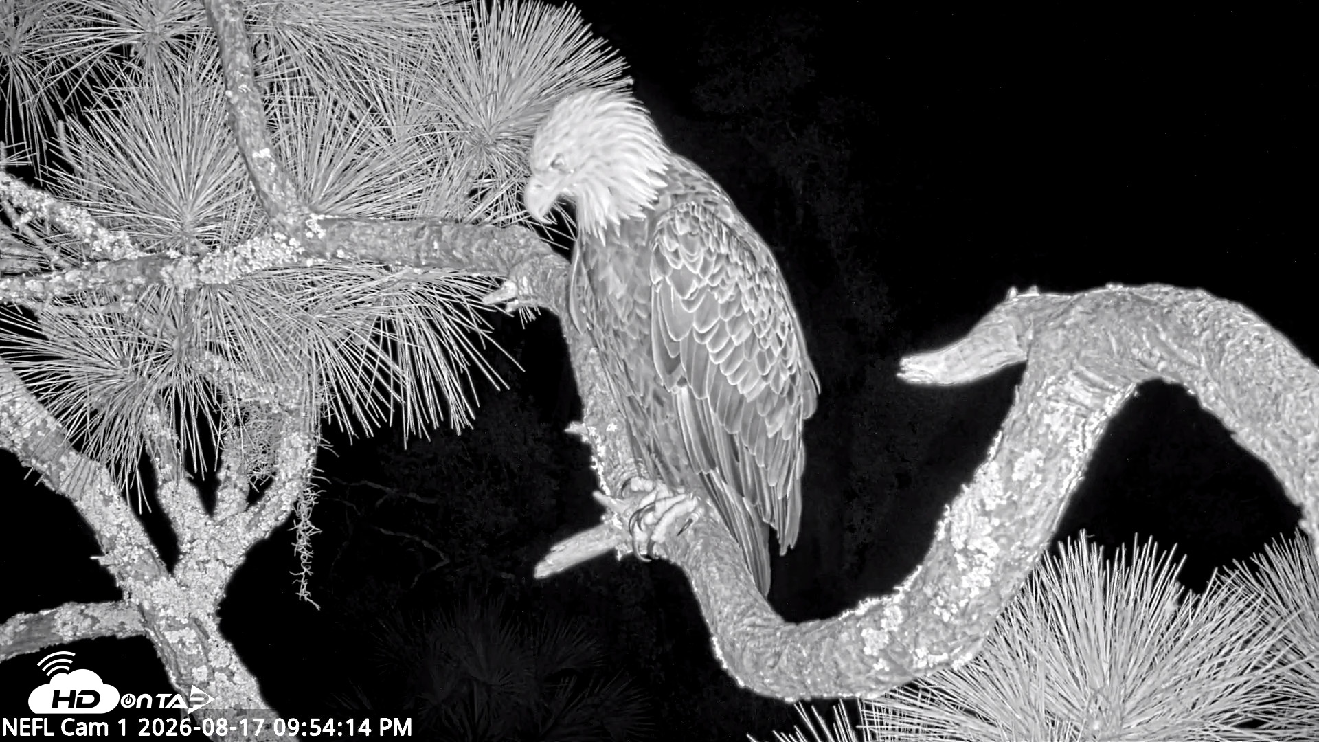 Snapshot of NE Florida Eagles Live Webcam taken Aug 17, 2026, 9:55pm EDT
