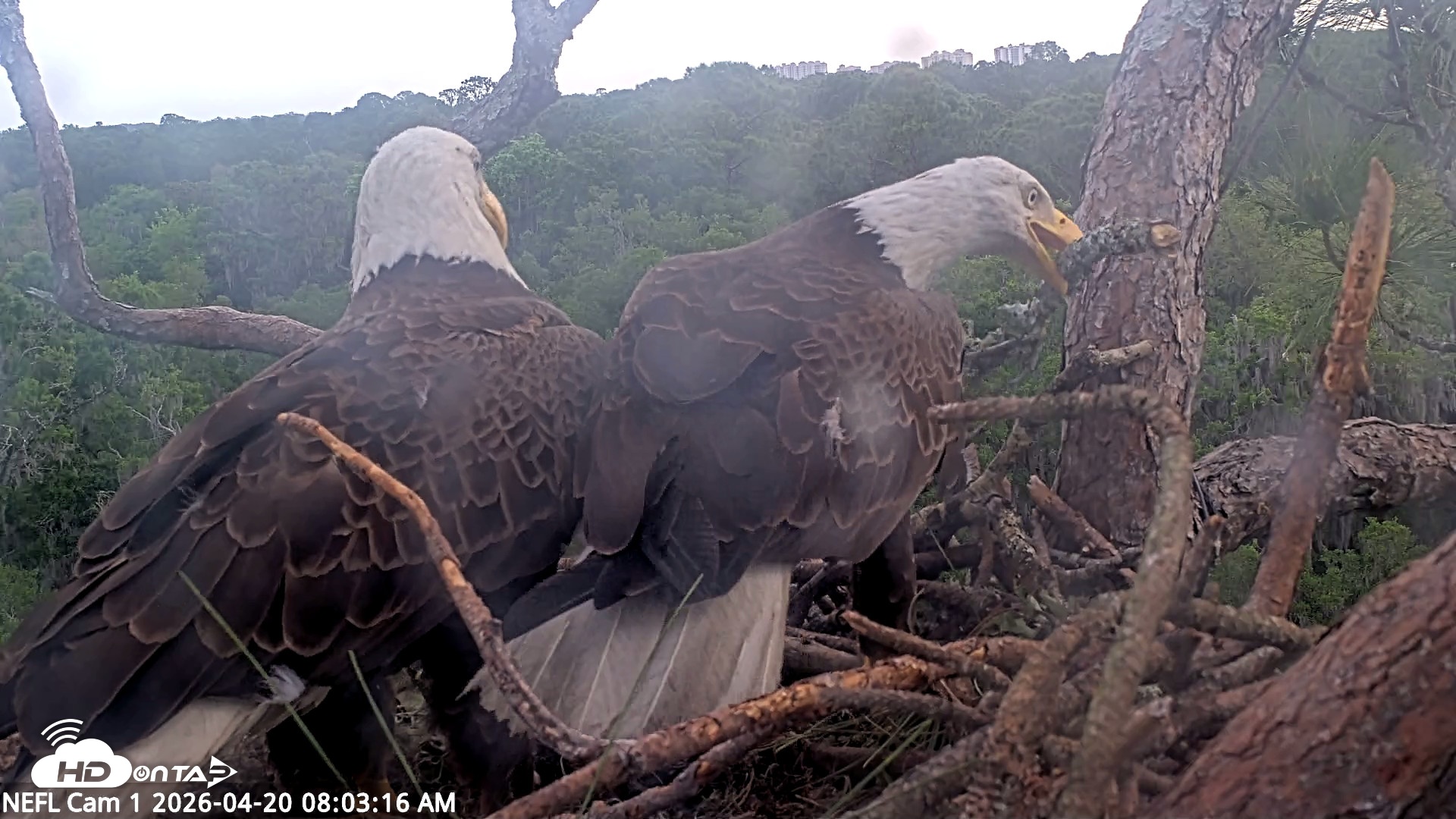 Snapshot of NE Florida Eagles Live Webcam taken Apr 20, 2026, 8:04am EDT