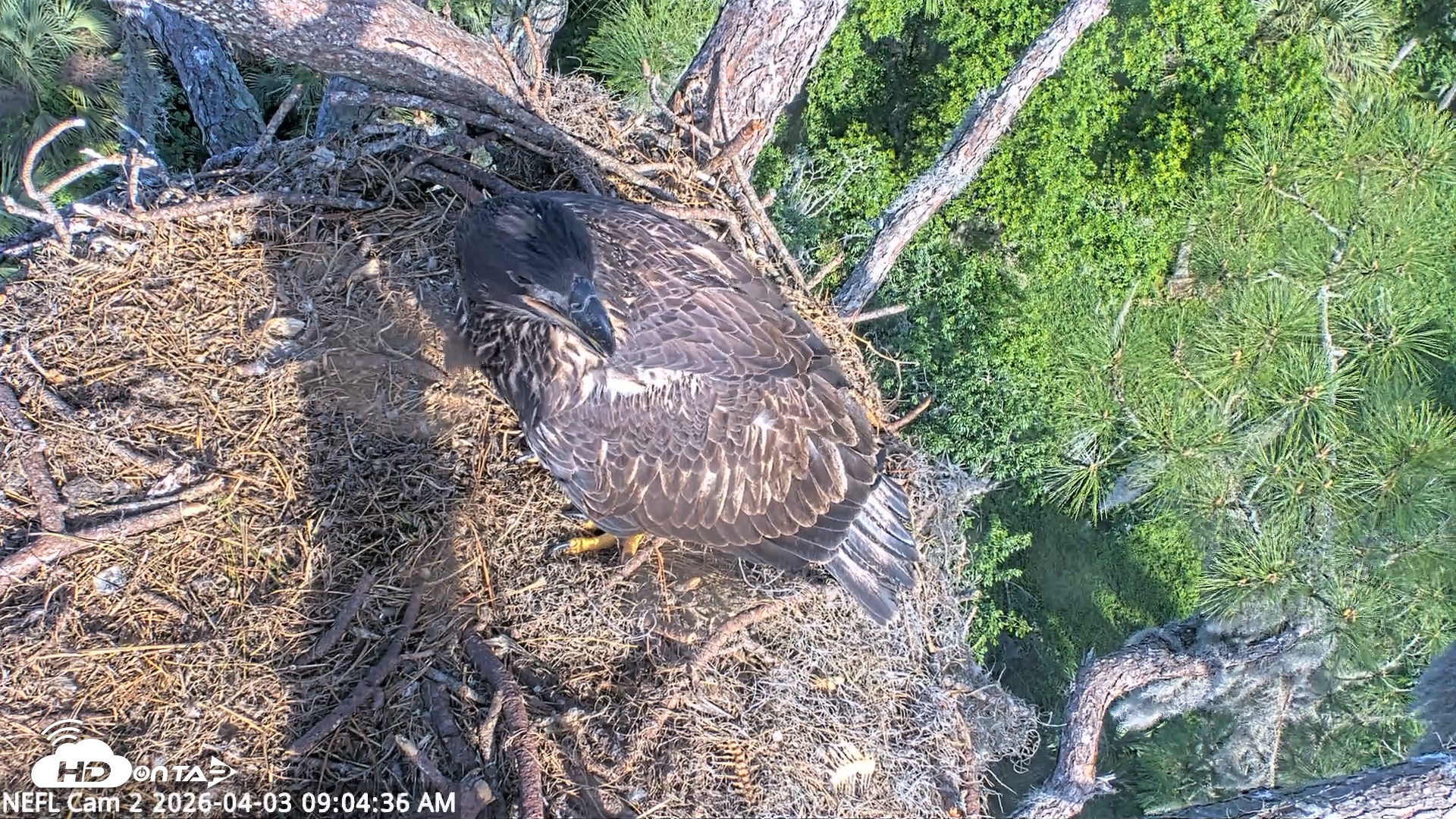 Snapshot of NE Florida Eagles Live Webcam taken Apr 3, 2026, 9:05am EDT