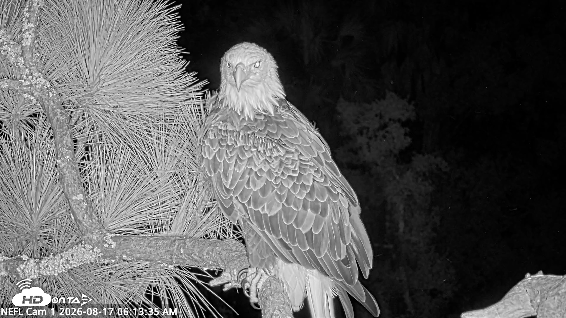 Snapshot of NE Florida Eagles Live Webcam taken Aug 17, 2026, 6:14am EDT