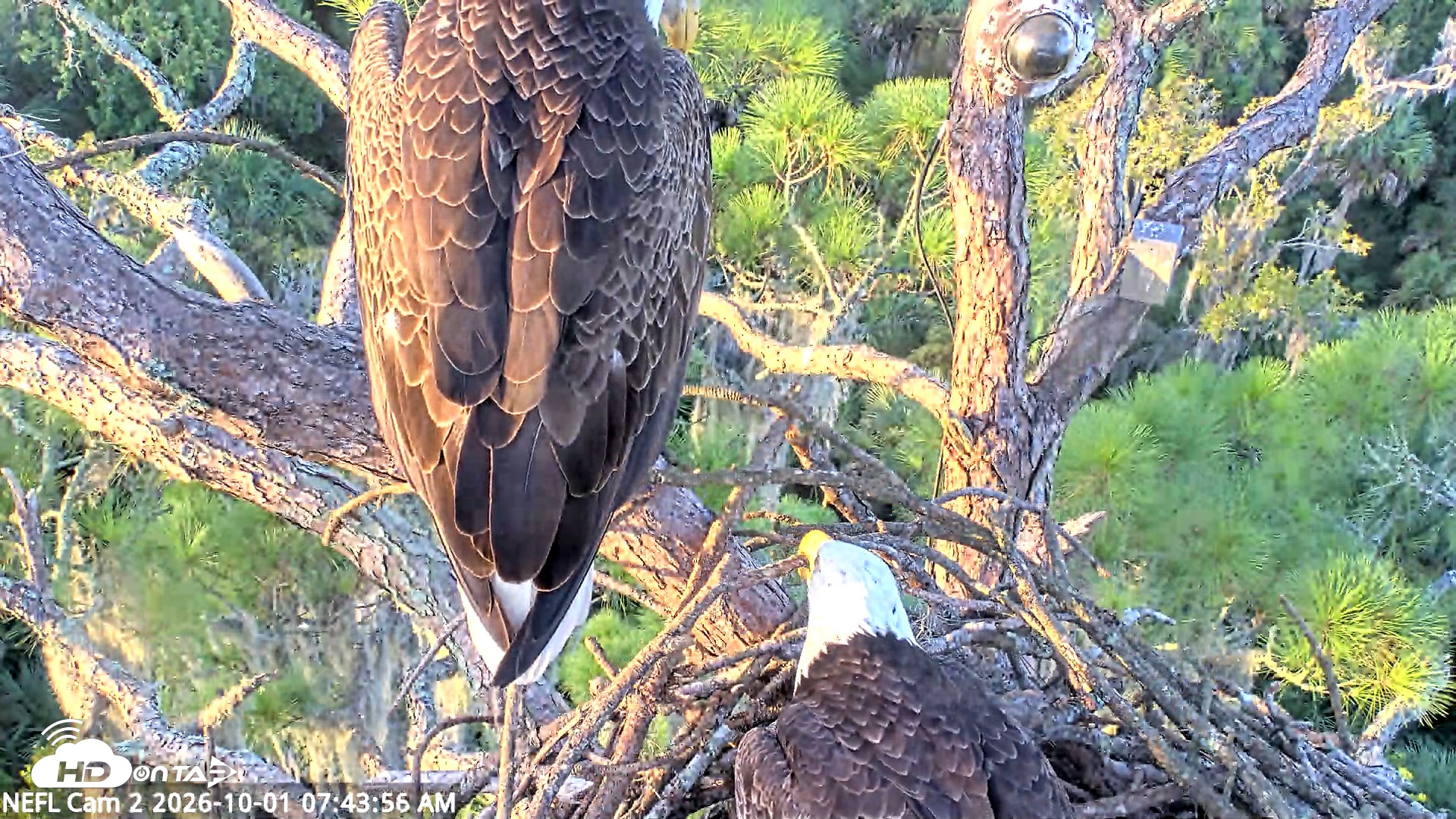 Snapshot of NE Florida Eagles Live Webcam taken Oct 1, 2026, 7:44am EDT