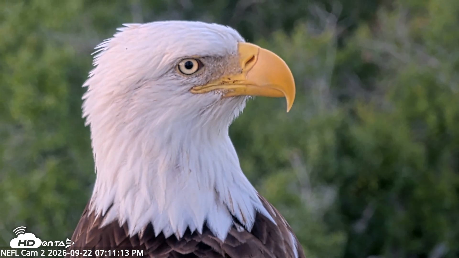 Snapshot of NE Florida Eagles Live Webcam taken Sep 22, 2026, 7:12pm EDT