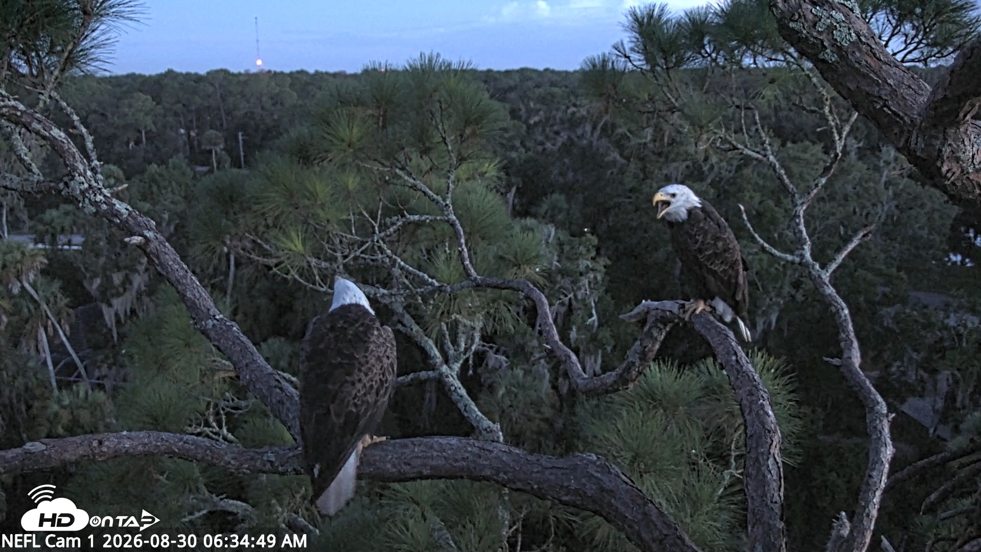 Snapshot of NE Florida Eagles Live Webcam taken Aug 30, 2026, 6:35am EDT