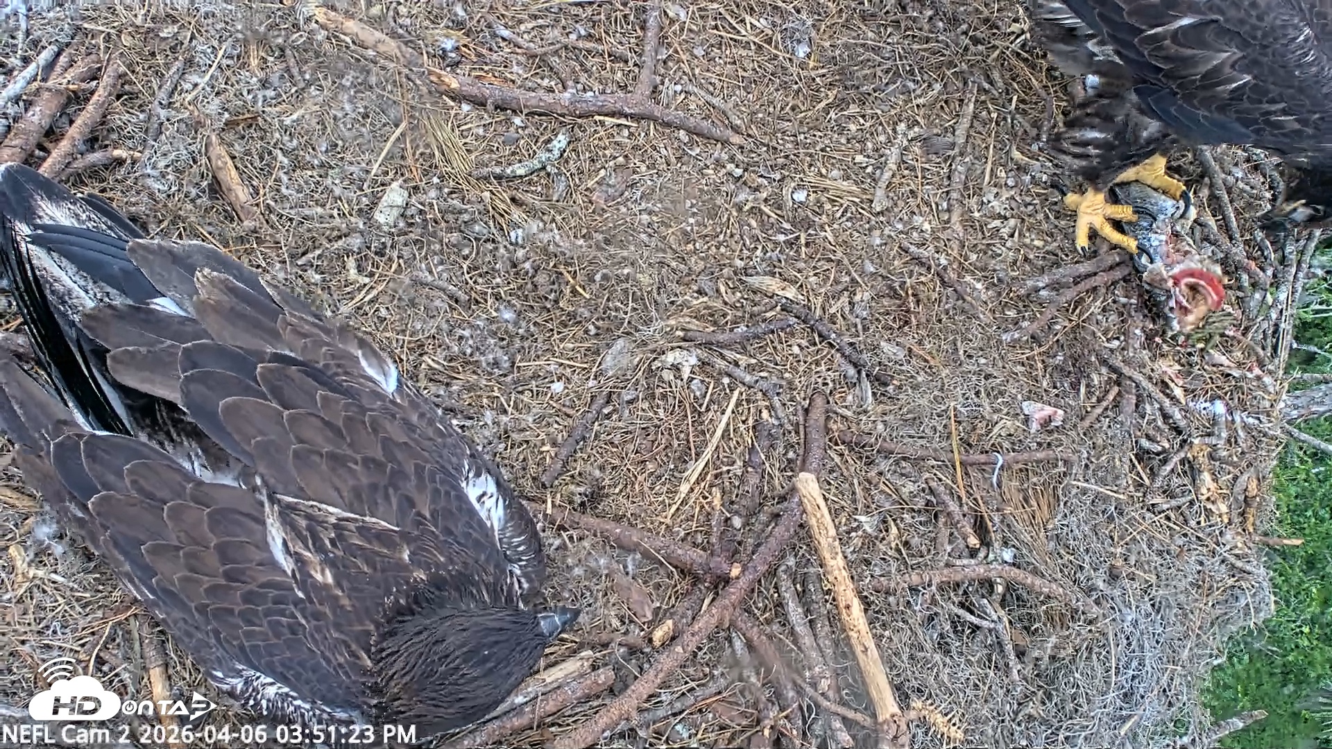Snapshot of NE Florida Eagles Live Webcam taken Apr 6, 2026, 3:52pm EDT