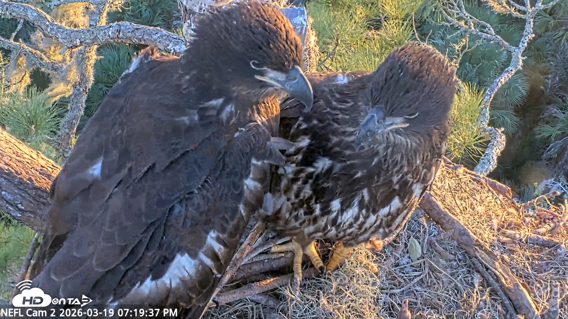 Snapshot of NE Florida Eagles Live Webcam taken Mar 19, 2026, 7:20pm EDT