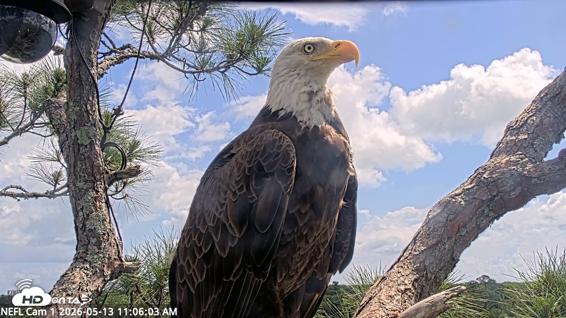 Snapshot of NE Florida Eagles Live Webcam taken May 13, 2026, 11:07am EDT