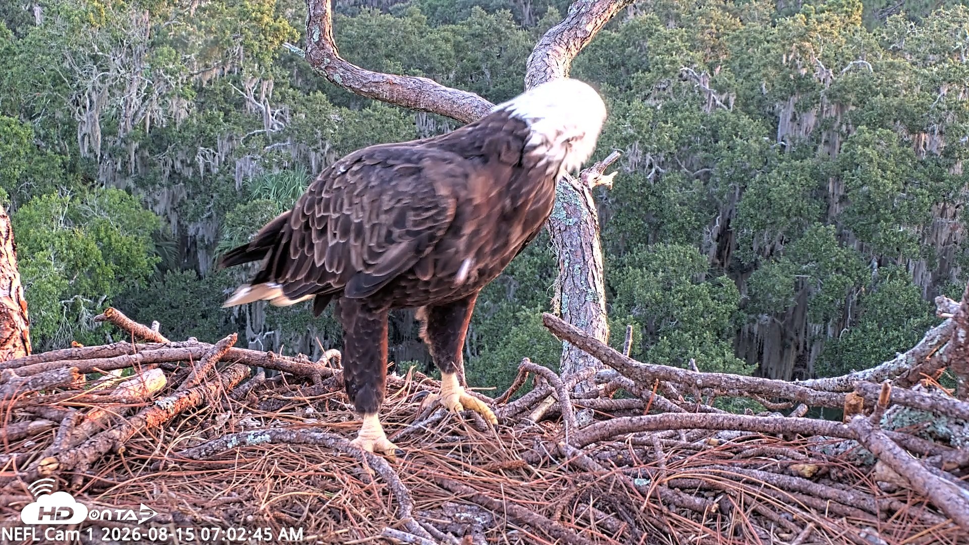 Snapshot of NE Florida Eagles Live Webcam taken Aug 15, 2026, 7:03am EDT
