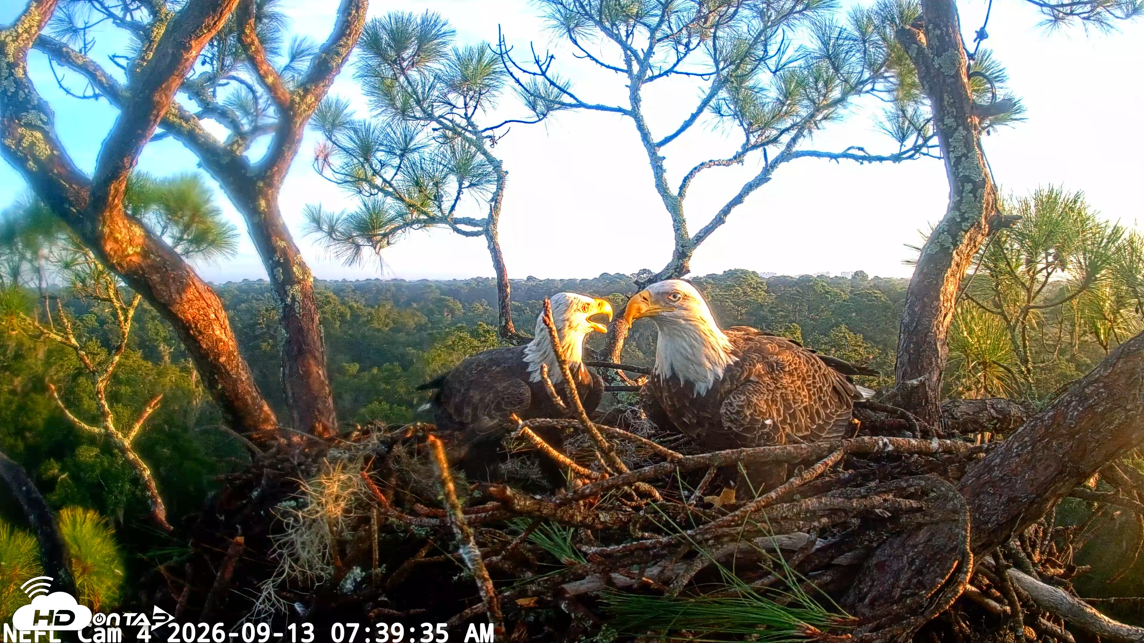 Snapshot of NE Florida Eagles Live Webcam taken Sep 13, 2026, 7:40am EDT