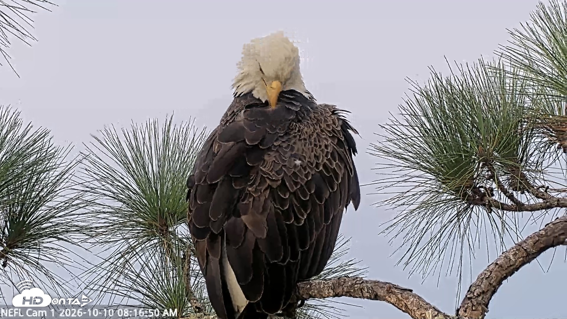 Snapshot of NE Florida Eagles Live Webcam taken Oct 10, 2026, 8:17am EDT